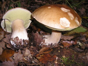 Boletus Blanco